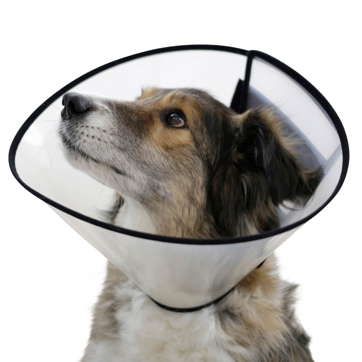 Halskragen für Hunde