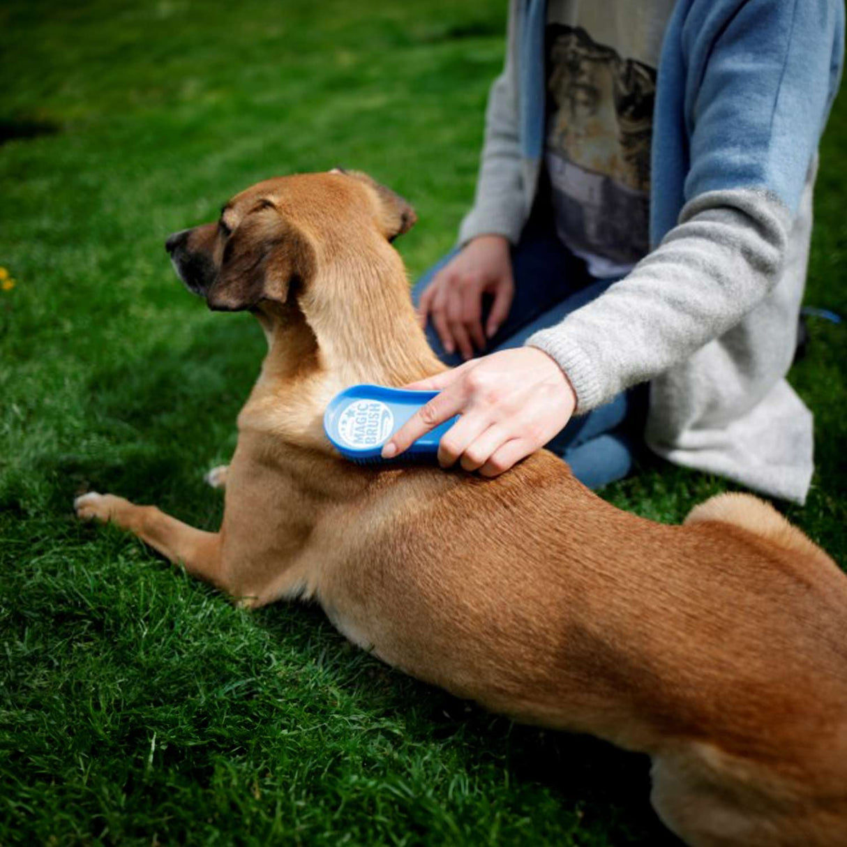 MagicBrush Dog