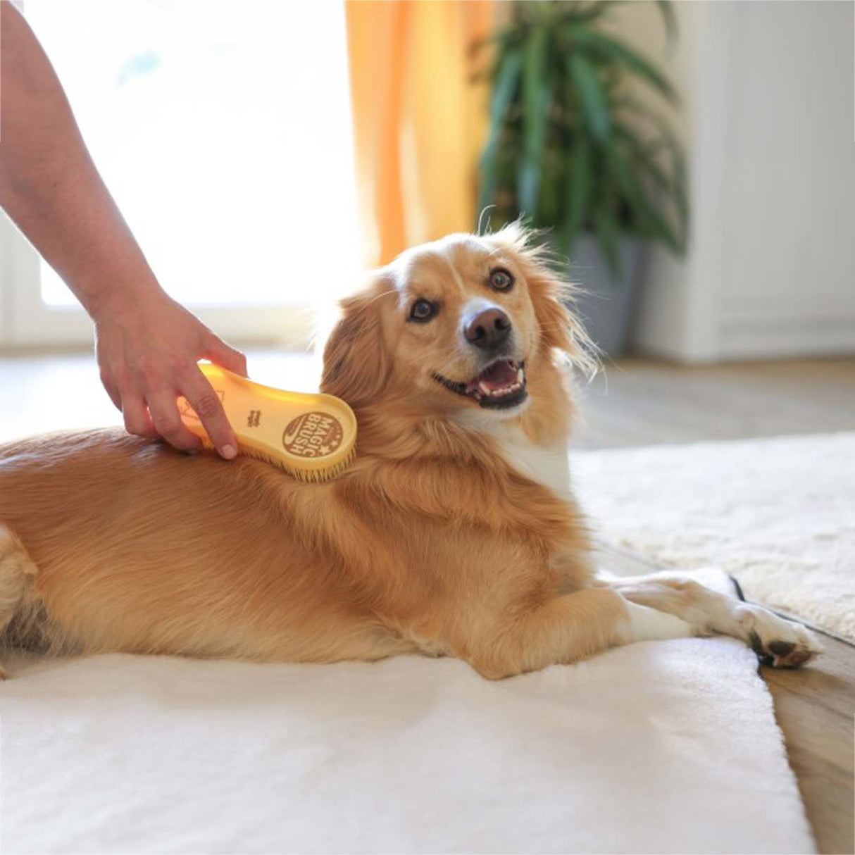 MagicBrush Dog