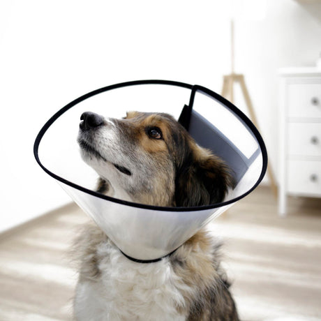 Halskragen für Hunde