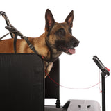 DOG RUNNER Tracks