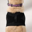 Schulterbandage für Hunde