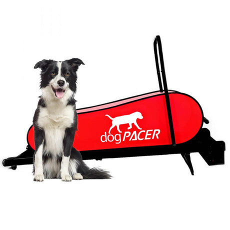 dogPACER™ Hundelaufband LF 3.1