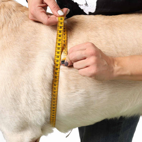 FlexiPander