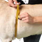 Hundetragehilfe vorne