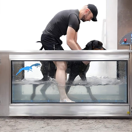 DOG RUNNER Aqua