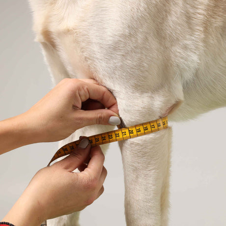 Ellenbogenbandage für Hunde