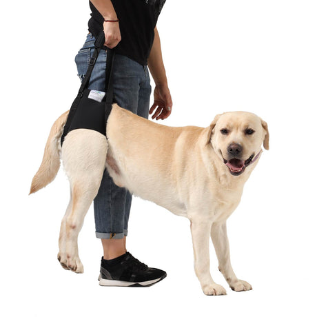 Hundetragehilfe hinten