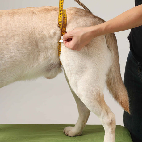 Hundetragehilfe hinten