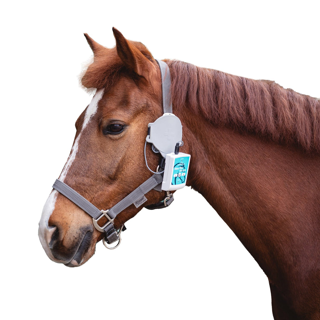 Vet Line "Equi Ortho Quick" 